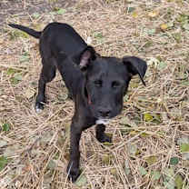 Thumbnail photo of Charlie D6124 #2