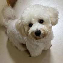 adopt-pet