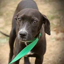 Thumbnail photo of Potion #1