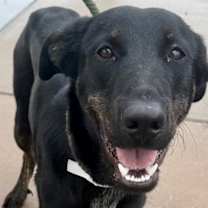 adopt-pet