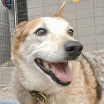 adopt-pet