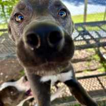 Thumbnail photo of Weasel #3