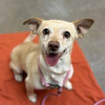 adopt-pet