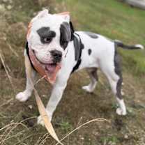 Thumbnail photo of Bean #3