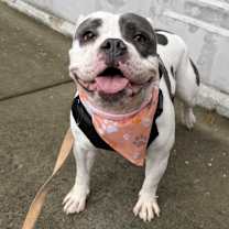 Thumbnail photo of Bean #4