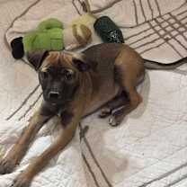 adopt-pet