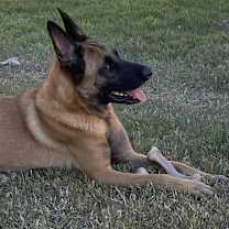 Thumbnail photo of Ranger AC* #1