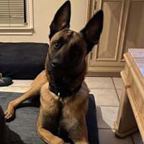 Thumbnail photo of Ranger AC* #2