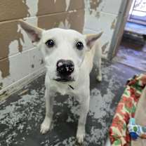 Thumbnail photo of Walnut  #2