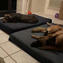 Thumbnail photo of Ranger AC* #3