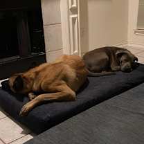 Thumbnail photo of Ranger AC* #4