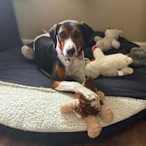 Thumbnail photo of Gus - Gus the Great! #4