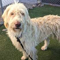 adopt-pet