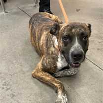 adopt-pet