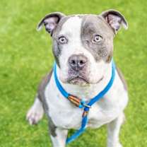 Thumbnail photo of CALI #2