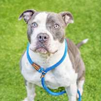 Thumbnail photo of CALI #3