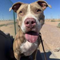 adopt-pet