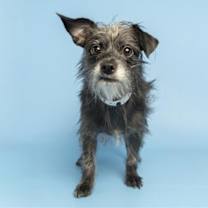 adopt-pet