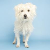 adopt-pet