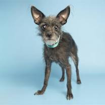 adopt-pet