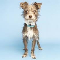 adopt-pet