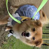 Thumbnail photo of Pomi #3