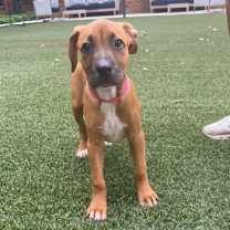 Thumbnail photo of Mara Jade #2