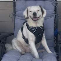 Thumbnail photo of Patch #2