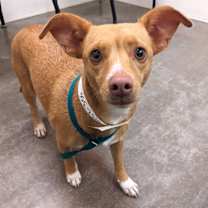 adopt-pet