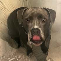 adopt-pet
