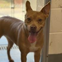 Thumbnail photo of Koa #1