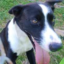 Thumbnail photo of BONGO #1