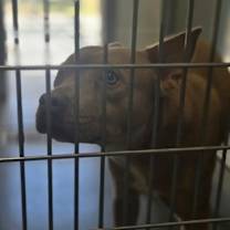 Thumbnail photo of Koa #2