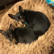 Thumbnail photo of Max (Dallas) #2