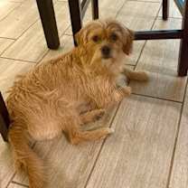 adopt-pet