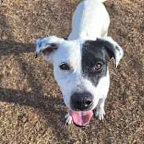 Thumbnail photo of Bandit #1