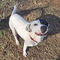 Thumbnail photo of Bandit #2