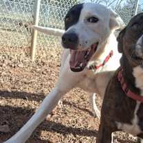 Thumbnail photo of Bandit #3