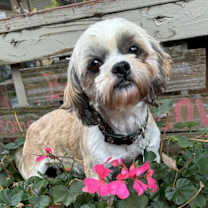 Thumbnail photo of Nettie #1