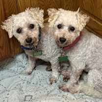 Thumbnail photo of Frost #4