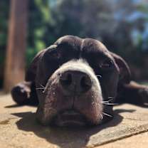 Thumbnail photo of Kobe #1