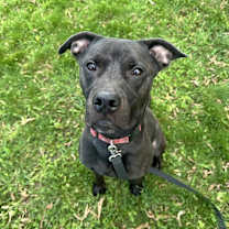 adopt-pet