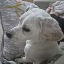 Thumbnail photo of Jagger #3