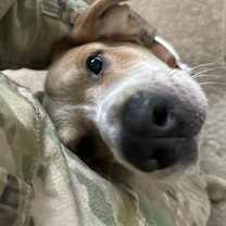 Thumbnail photo of Oswald #1