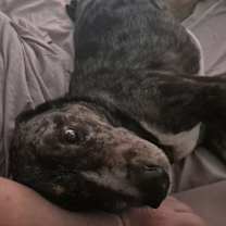 Thumbnail photo of Ryker #2