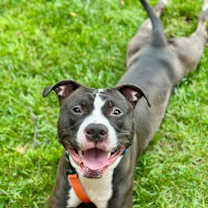 Thumbnail photo of Gibby #2