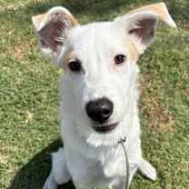 adopt-pet