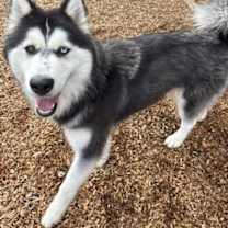 adopt-pet