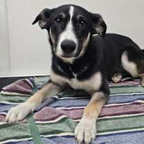 adopt-pet