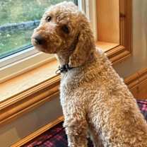 adopt-pet